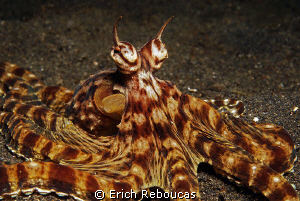 Mimic octopus at Lembeh by Erich Reboucas 